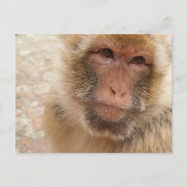 Tarjeta postal Monkey Face (Anverso)
