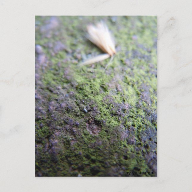 Tarjeta postal - Moß&Pollen (Anverso)