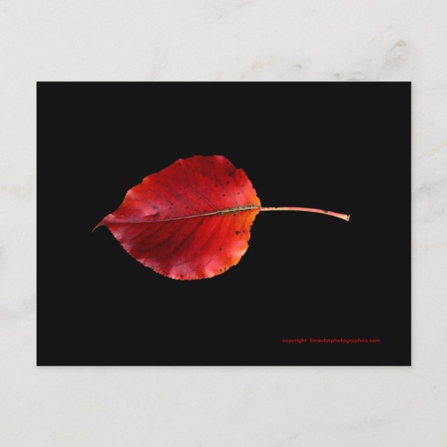 Tarjeta postal MP 0215B Leaf 2 WC (Anverso)