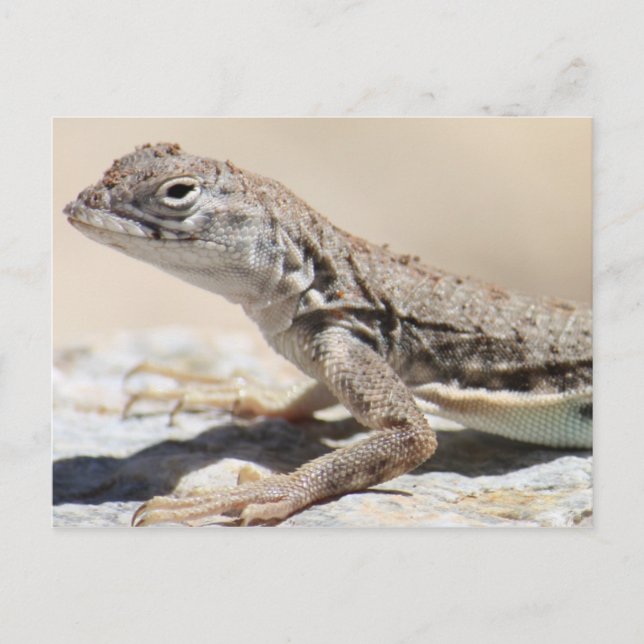 Tarjeta postal Muddy Lizard (Anverso)