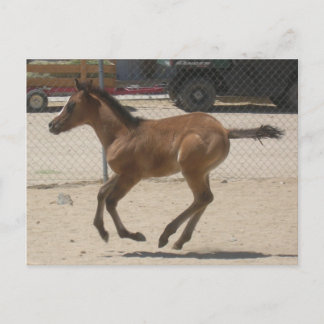 Tarjeta postal Mustang-Spirit