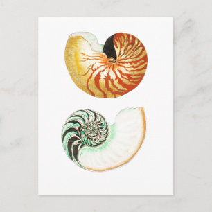 TARJETA POSTAL "NAUTILUS" DEL MAR