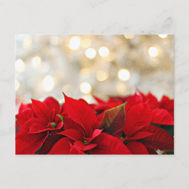 Tarjeta postal navideña con flores (Anverso)