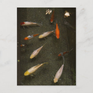 Tarjeta postal Nishikigoi (Koi Fish)