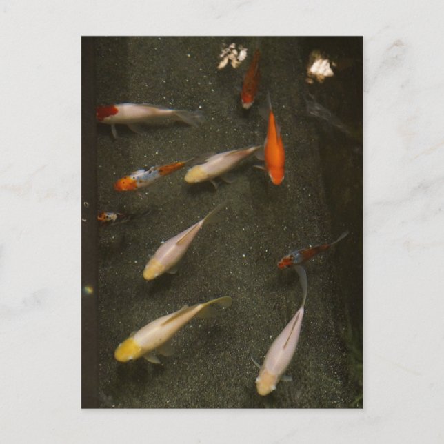 Tarjeta postal Nishikigoi (Koi Fish) (Anverso)