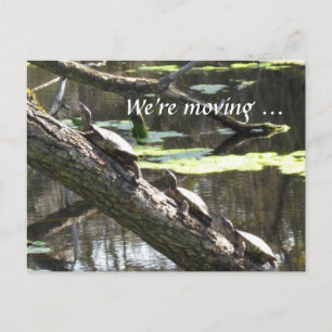 Tarjeta postal - Nos estamos mudando ... Tortugas