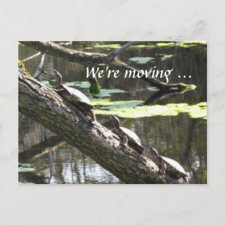 Tarjeta postal - Nos estamos mudando ... Tortugas