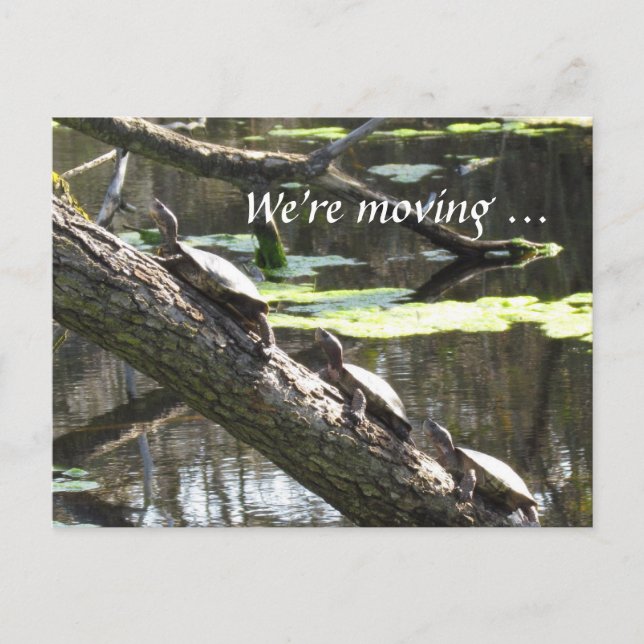 Tarjeta postal - Nos estamos mudando ... Tortugas (Anverso)