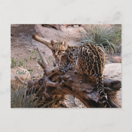 Tarjeta postal: Ocelote