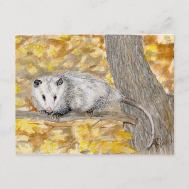 Tarjeta postal Opossum (Anverso)