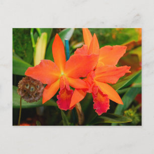 Tarjeta postal Orquídea Naranja brillante