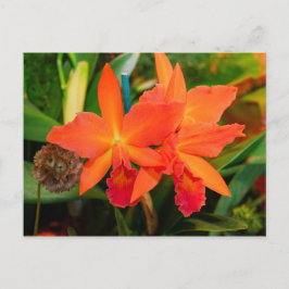 Tarjeta postal Orquídea Naranja brillante