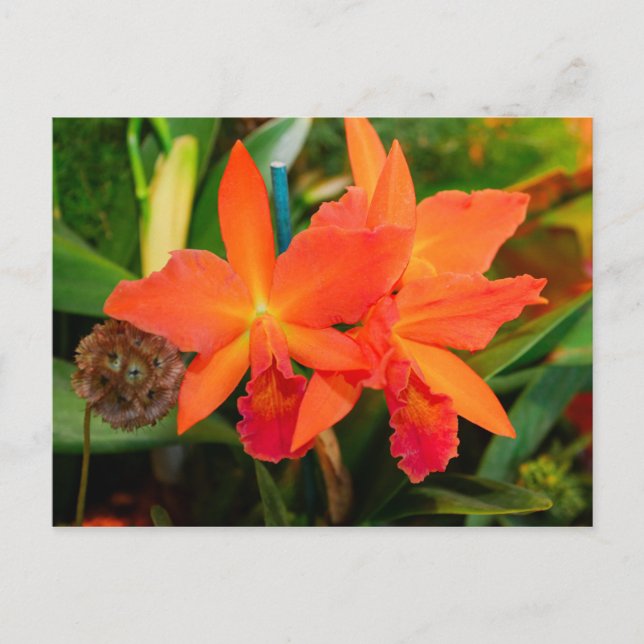 Tarjeta postal Orquídea Naranja brillante (Anverso)