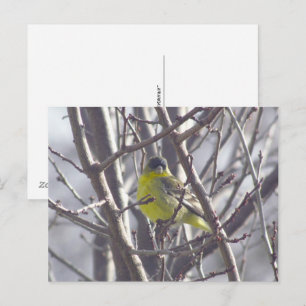 Tarjeta postal - Pájaro de Invierno