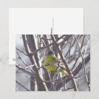 Tarjeta postal - Pájaro de Invierno
