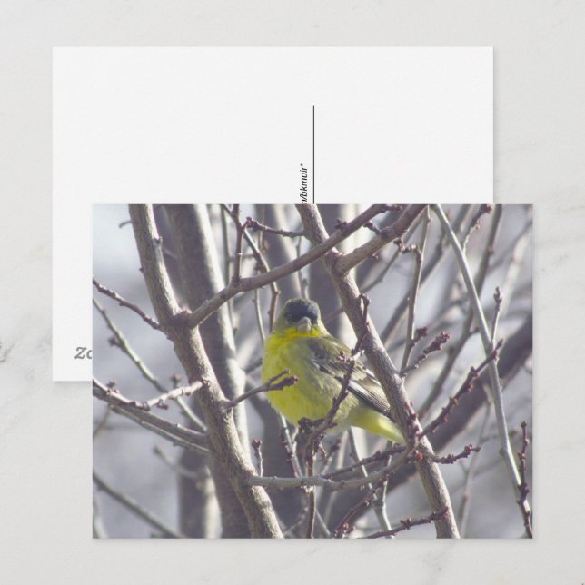 Tarjeta postal - Pájaro de Invierno (Anverso / Reverso)