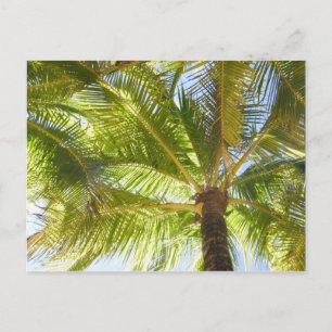 Tarjeta postal Palm Tree Beach