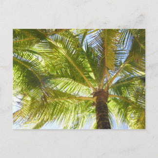 Tarjeta postal Palm Tree Beach