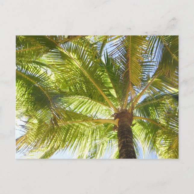 Tarjeta postal Palm Tree Beach (Anverso)