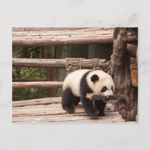 Tarjeta postal Panda Bear