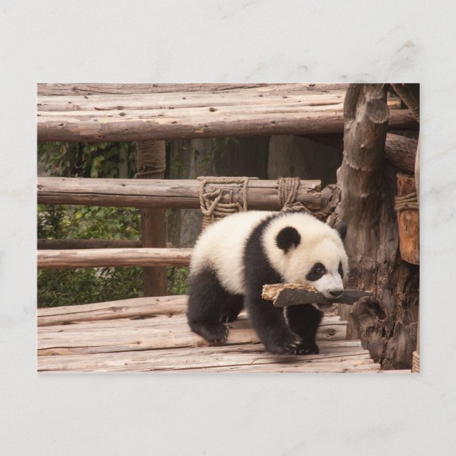 Tarjeta postal Panda Bear (Anverso)