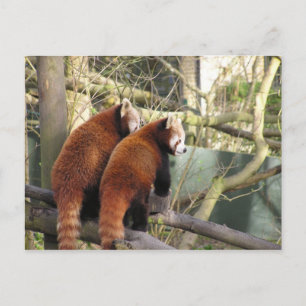 Tarjeta postal Pandas Rojas