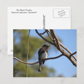 Tarjeta postal - Papamoscas