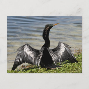 Tarjeta postal para aves Anhinga