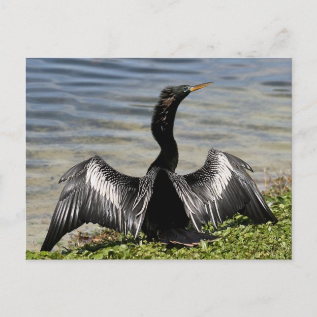 Tarjeta postal para aves Anhinga (Anverso)