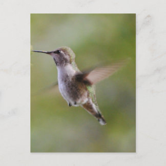 Tarjeta postal para aves colibríes pintadas