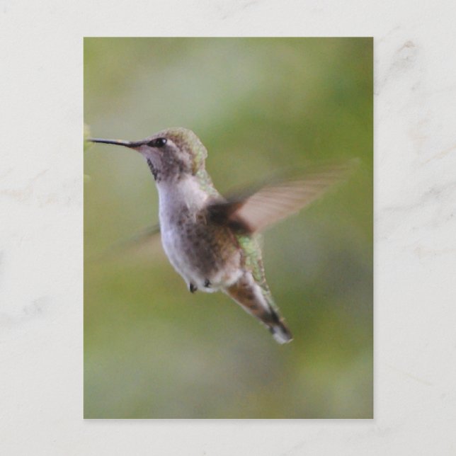 Tarjeta postal para aves colibríes pintadas (Anverso)
