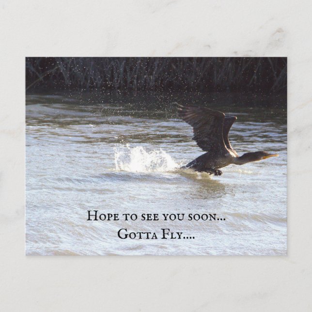 Tarjeta postal para aves divertidas (Anverso)