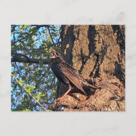 Tarjeta postal para aves estelares