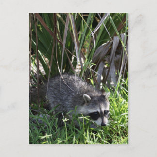 Tarjeta postal para bebé de Racoon