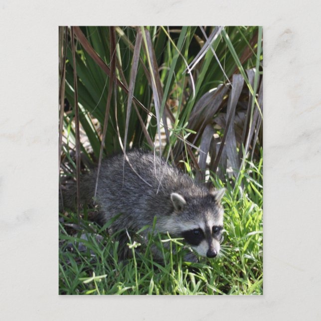 Tarjeta postal para bebé de Racoon (Anverso)