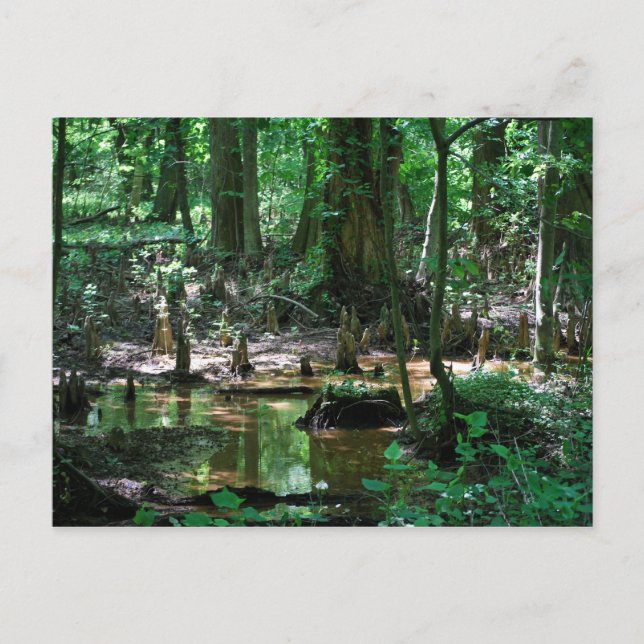 Tarjeta postal para ciprés calvo (Anverso)