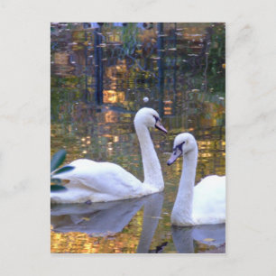 Tarjeta postal para cisnes blancos