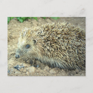 Tarjeta postal para cuidado de hedgehog