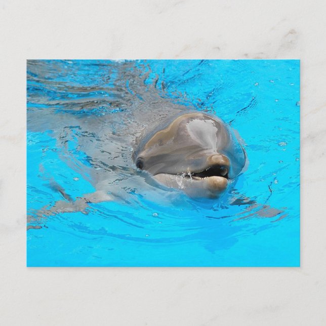 Tarjeta postal para delfines (Anverso)