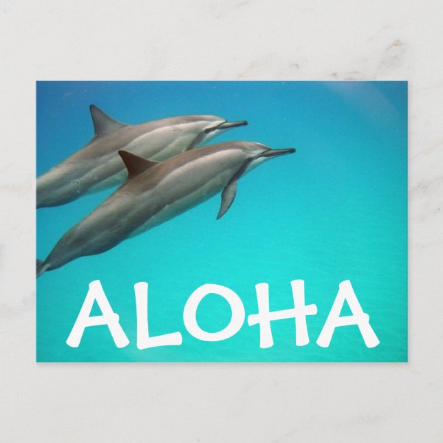 Tarjeta postal para delfines de Hawaii (Anverso)