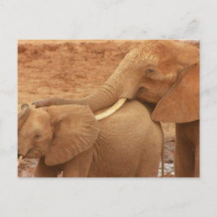Tarjeta postal para el elefante del bebé del baño
