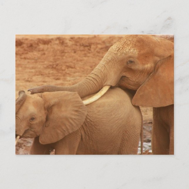 Tarjeta postal para el elefante del bebé del baño (Anverso)