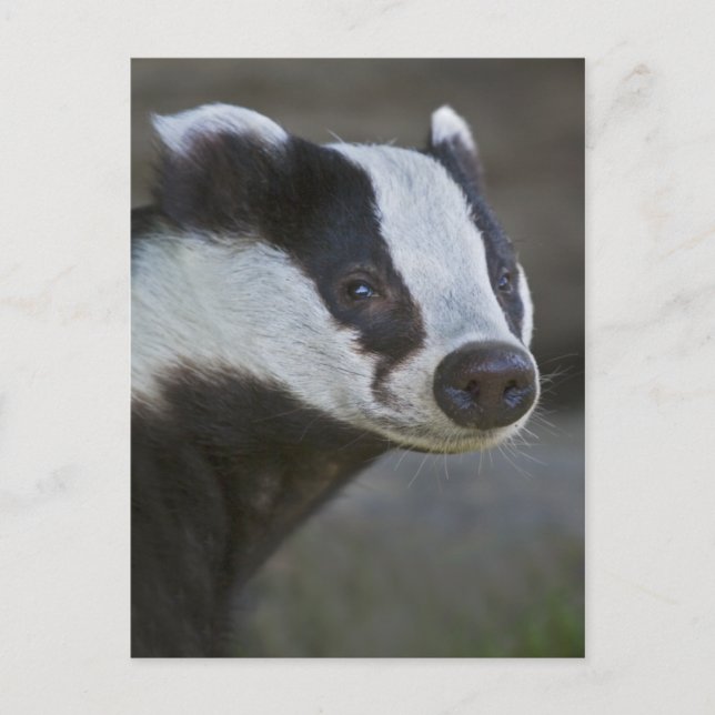 Tarjeta postal para el retrato de Badger (Anverso)
