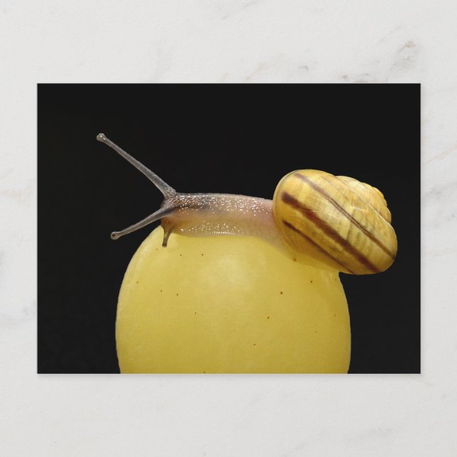 Tarjeta postal para el servicio de refrigerios (Anverso)