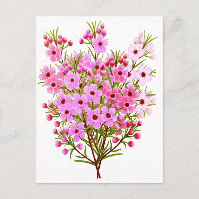 Tarjeta postal para flores de cera (Anverso)