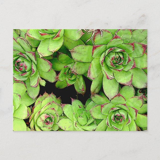 Tarjeta postal para gallinas (Anverso)