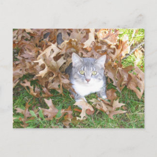 Tarjeta postal para gatitos