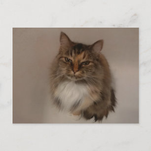 Tarjeta postal para Gato Calico