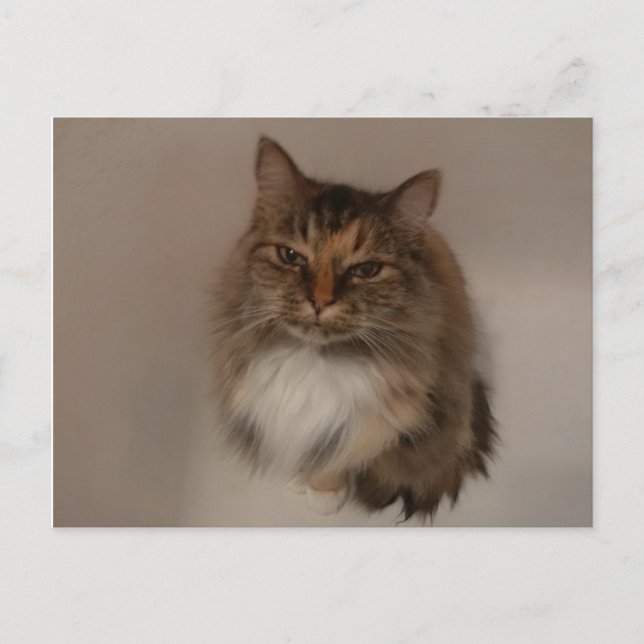Tarjeta postal para Gato Calico (Anverso)