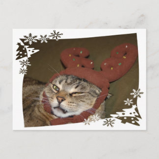 Tarjeta postal para gatos gruñidos